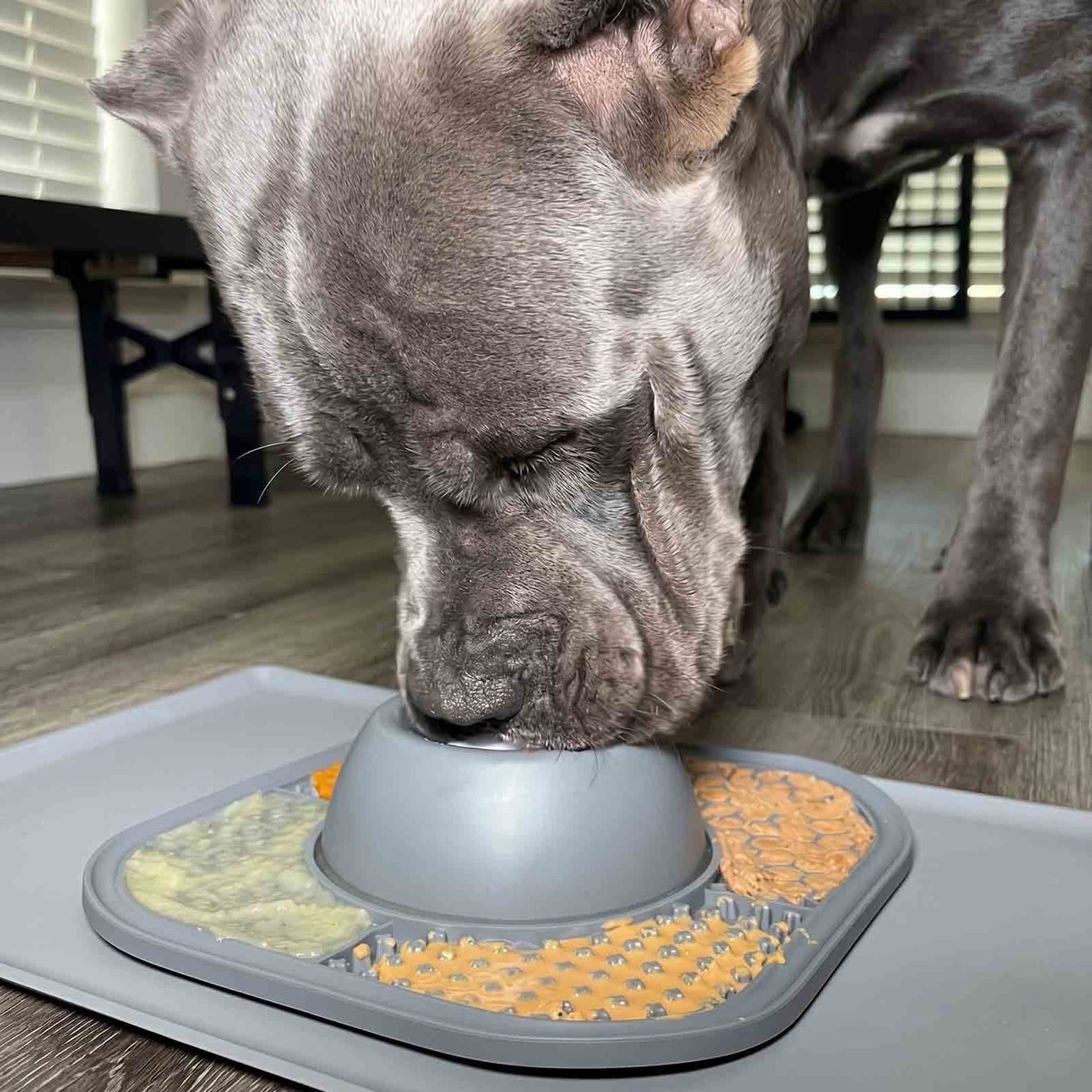 Dog eating from a raised food dish on a mat with scattered food.