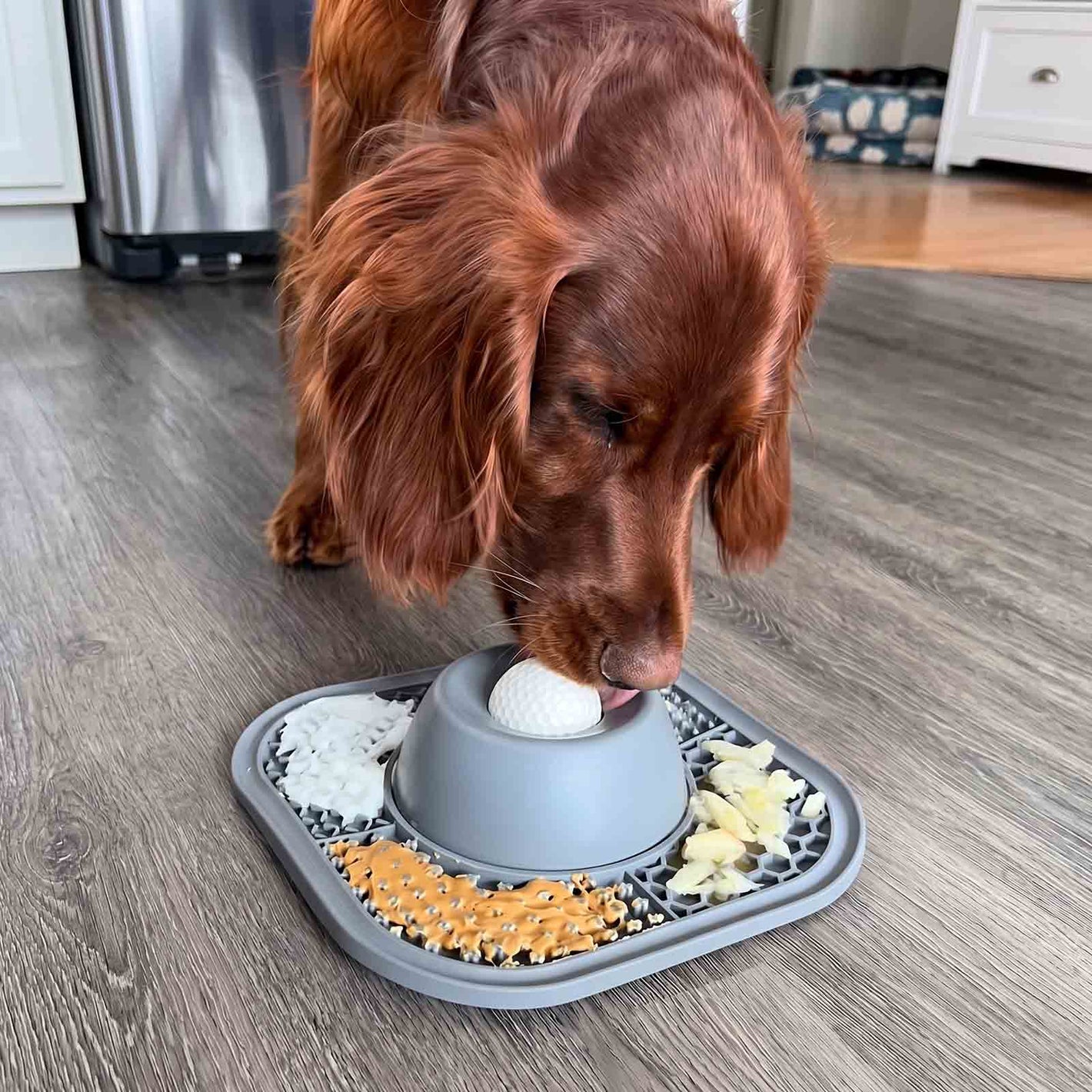 Dog interacting with a food puzzle toy on a wooden floor.