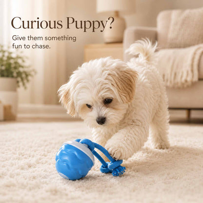 PALAPAW Chase Buddy™ — Interactive Chase Toy for Small & Medium Dogs