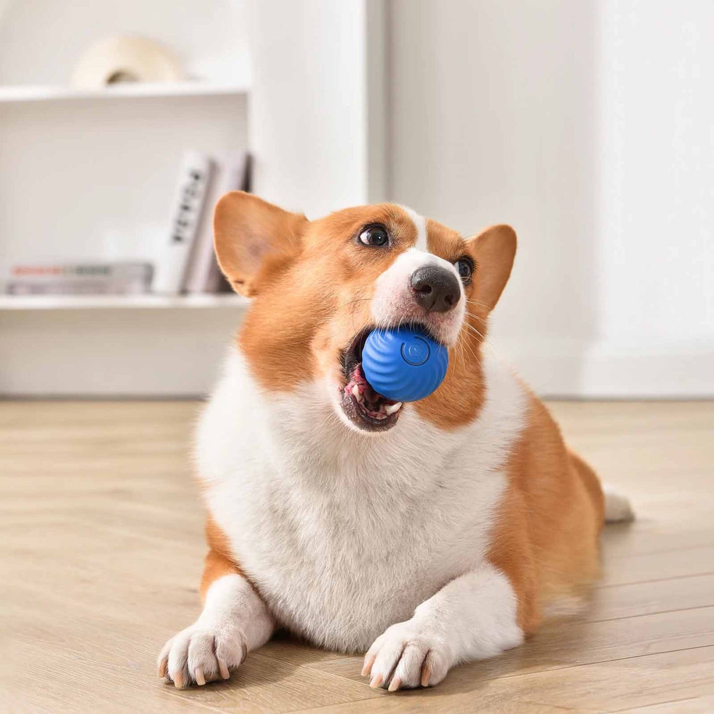 corgy grab an smart interactive ball